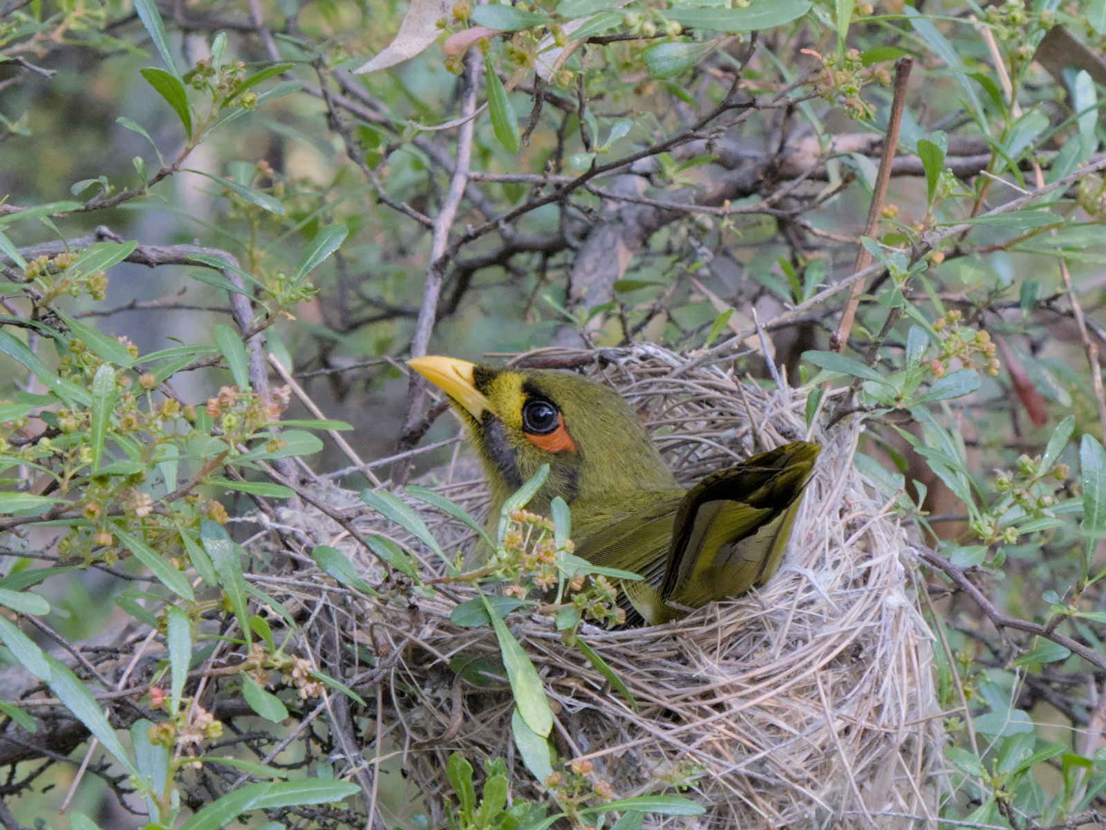 a bell miner, sitting in their nest in a bush