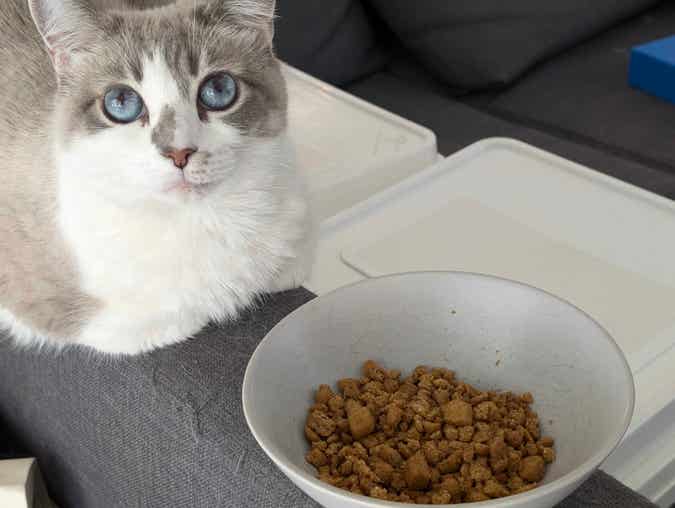 diffie sitting in front of a bowl containing only three whole kibs and hundreds of crumbs