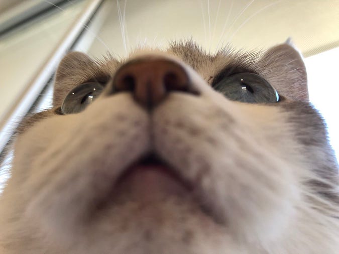 a photo of a white and grey cat's face, taken from below, showing a slightly agape mouth and a look completely devoid of braincells