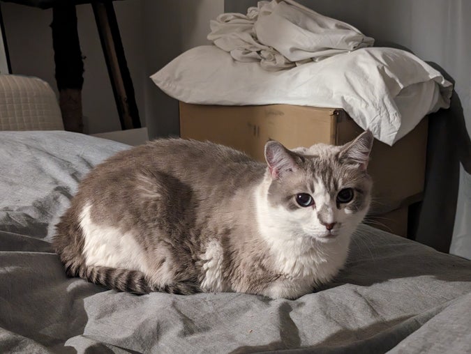 diffie, loafing and looking back at me