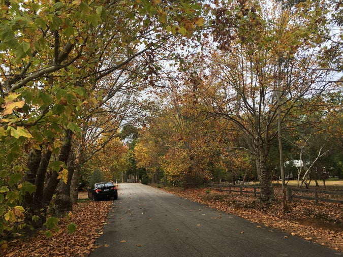 roadside landscape near mundaring weir with autumn leafy trees and my CU2 accord euro