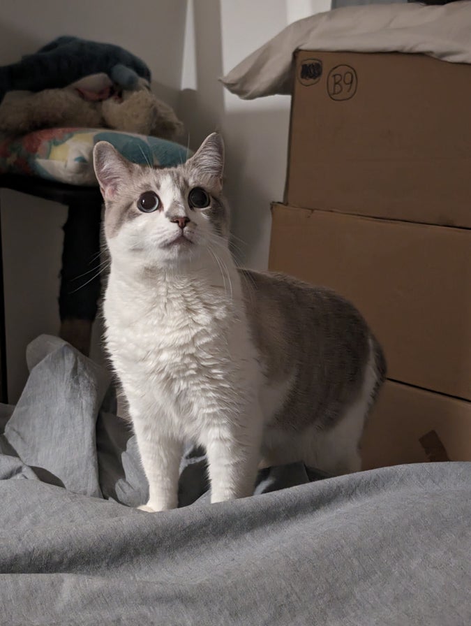 my cat diffie, standing on the bed and looking up